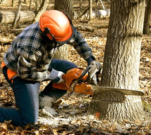 Tree Removal in Petersburg, VA